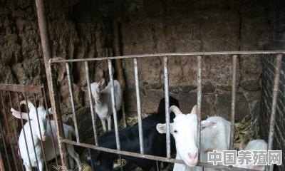 山羊养殖场应该怎样建 - 中国养殖网