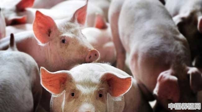 猪的饮用水要达到什么标准 - 中国养殖网