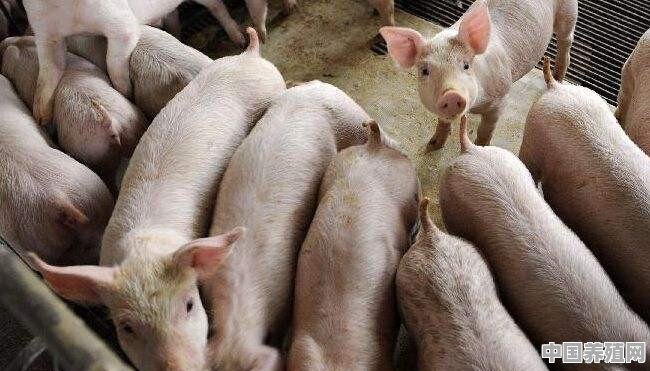猪的饮用水要达到什么标准 - 中国养殖网
