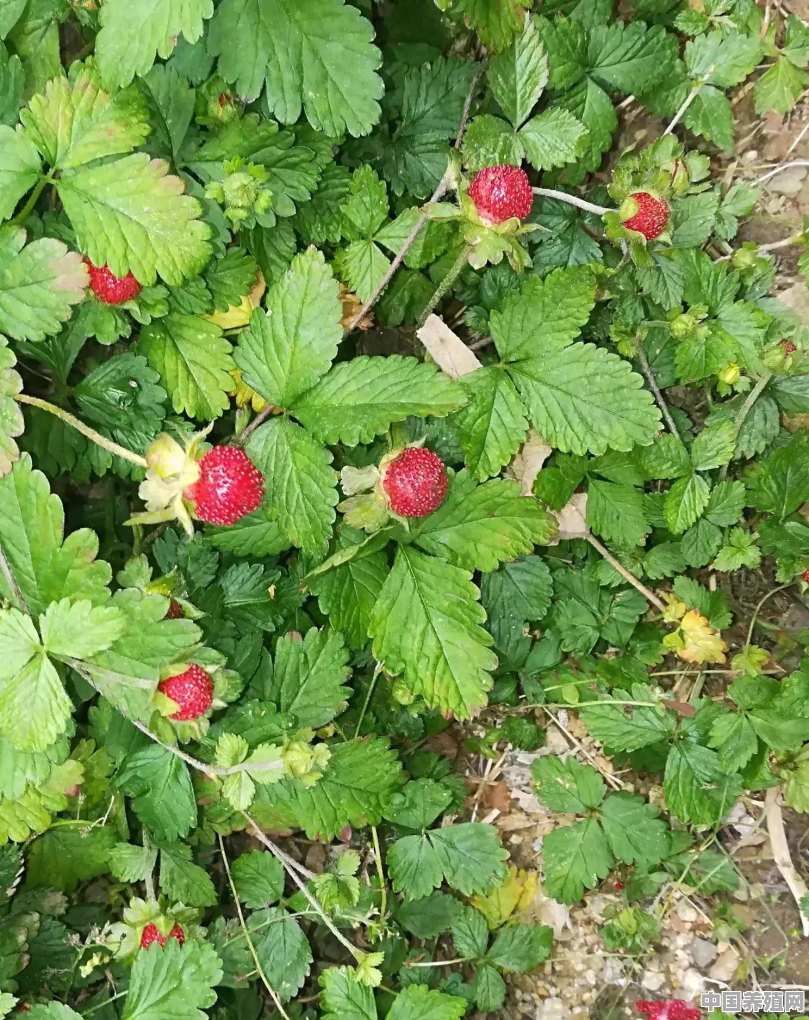 农村的“杂草”蛇莓在城里成了宝，光要价就几十块钱一斤，人工可以种植吗 - 中国养殖网