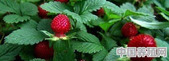 农村的“杂草”蛇莓在城里成了宝，光要价就几十块钱一斤，人工可以种植吗 - 中国养殖网