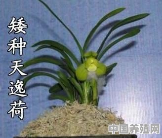 世界上最贵兰花长在哪里 - 中国养殖网