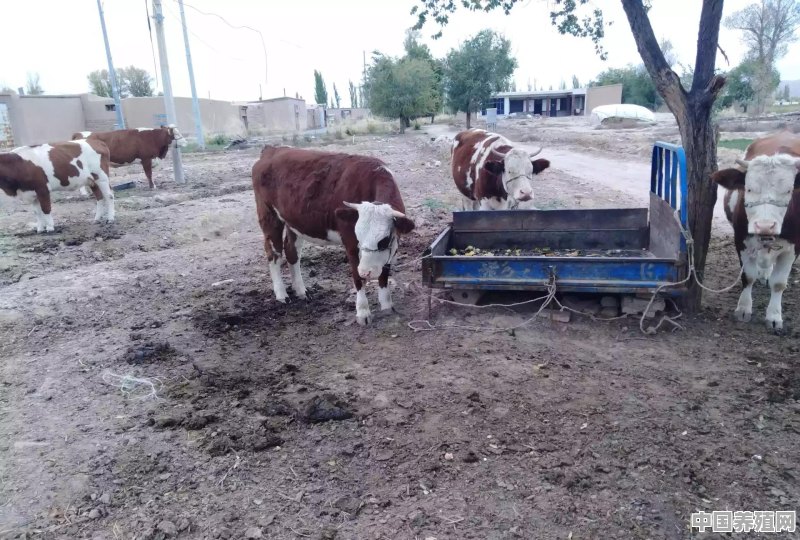 养牛，地面是水泥好还是红砖好 - 中国养殖网