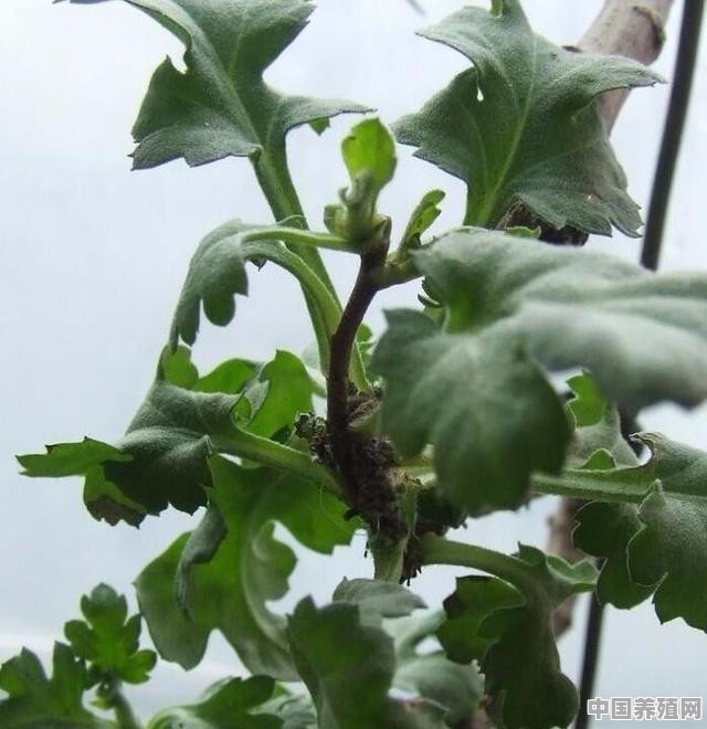 菊花树用什么植株嫁接比较好 - 中国养殖网