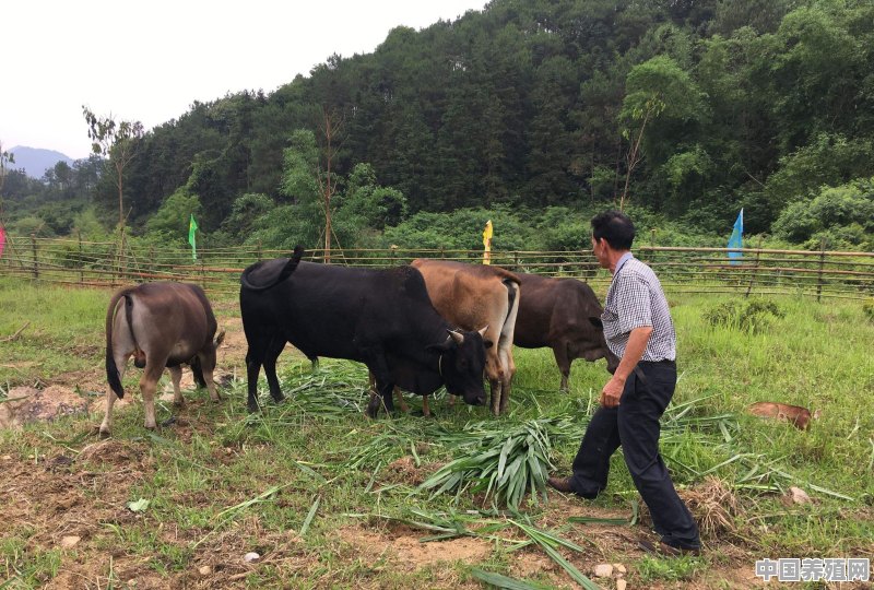 在农村有什么好的项目，如养殖方面的 - 中国养殖网