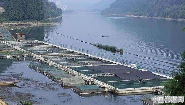 如何高密度养鱼 - 中国养殖网