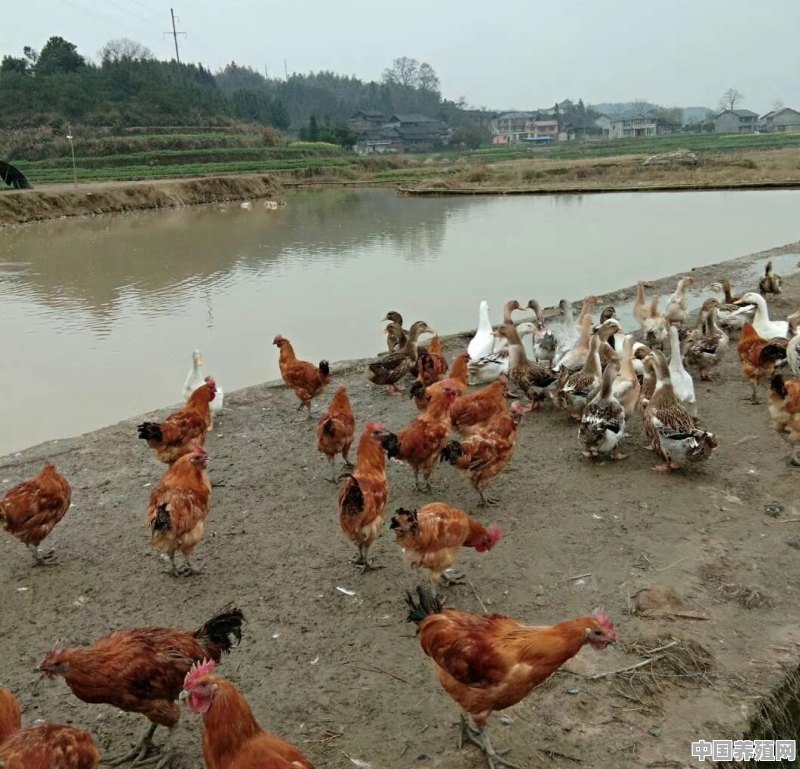 农村养鸡鸭怎么防止被人偷 - 中国养殖网