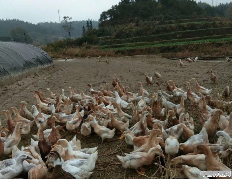 农村养鸡鸭怎么防止被人偷 - 中国养殖网