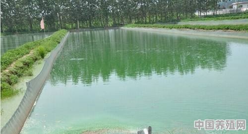 水产养殖养殖中藻类生长过旺怎么抑制 - 中国养殖网