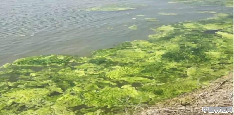 水产养殖养殖中藻类生长过旺怎么抑制 - 中国养殖网