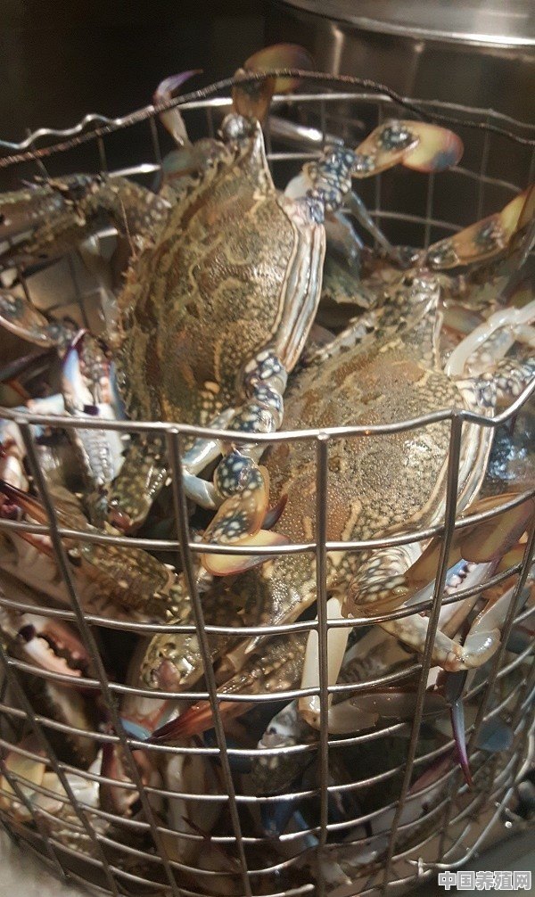 养殖螃蟹收获时候怎么抓住 - 中国养殖网