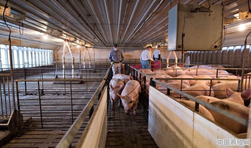 进口美国猪肉会不会带来新冠肺炎病毒 - 中国养殖网