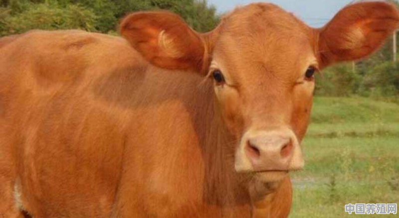 养的牛中晚期肺炎怎么治疗 - 中国养殖网