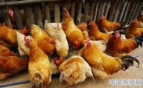 散养鸡喂水添加什么能防病 - 中国养殖网