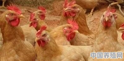 散养鸡喂水添加什么能防病 - 中国养殖网