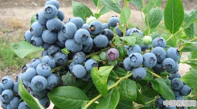 盆栽蓝莓的种植方法 - 中国养殖网