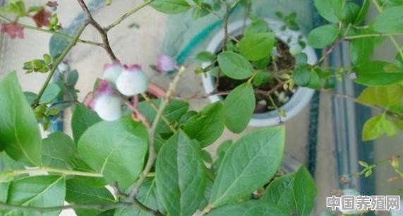 盆栽蓝莓的种植方法 - 中国养殖网