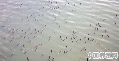 如何解决鱼塘的浮头及泛塘 - 中国养殖网