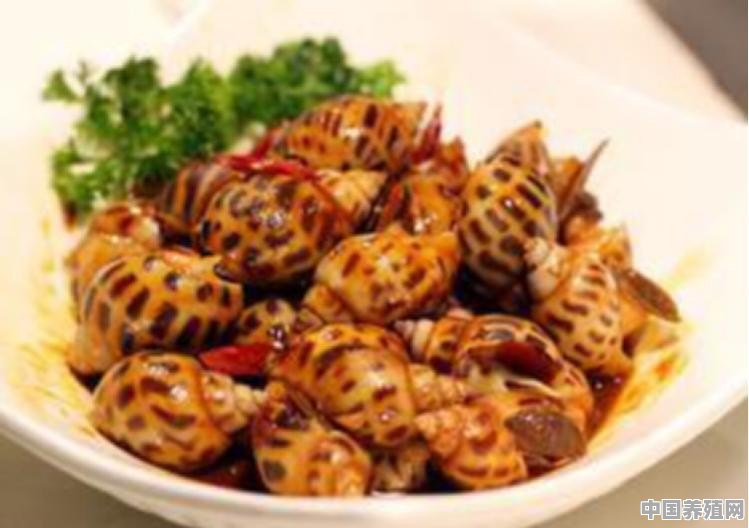 花螺怎么做最好吃 - 中国养殖网
