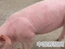 猪背部有出血点怎么治疗 - 中国养殖网