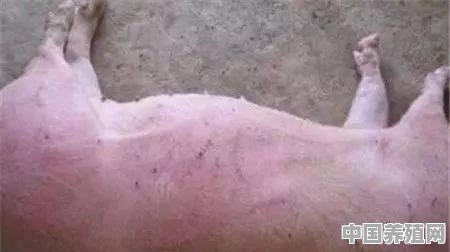 猪背部有出血点怎么治疗 - 中国养殖网