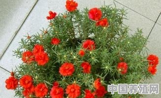养花什么品种好活 - 中国养殖网