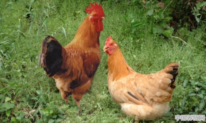 40多天长成的速成鸡，是吃激素长大的吗？能吃吗 - 中国养殖网