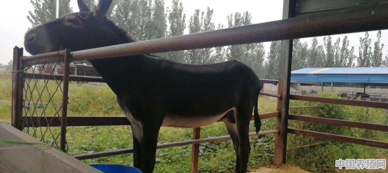 怎么养驴能让驴苗长得快提早肉驴养殖出栏时间 - 中国养殖网