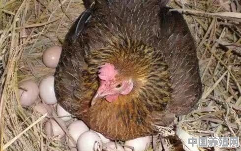 是孵化机孵化山鸡好，还是母鸡孵化好 - 中国养殖网