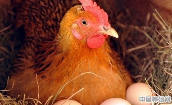 农村养鸡如何提高鸡蛋的产量 - 中国养殖网