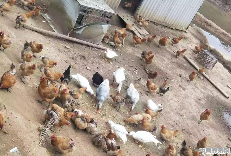农村养鸡如何提高鸡蛋的产量 - 中国养殖网