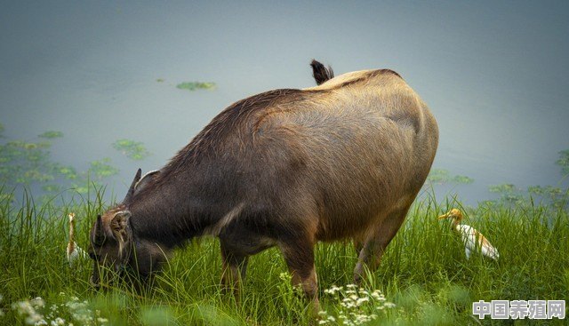 生肖牛和生肖马有什么不同？生肖马与生肖牛谁更厉害 - 中国养殖网