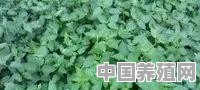 霍香怎么种植 - 中国养殖网
