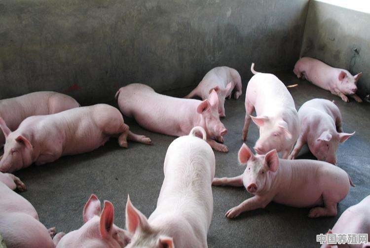 养1000头猪，一年收入是多少 - 中国养殖网