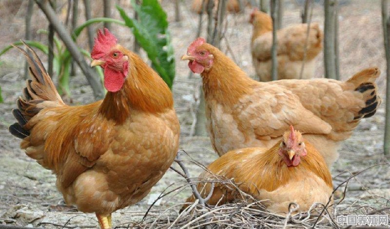 养一千只土鸡需要多少成本 - 中国养殖网
