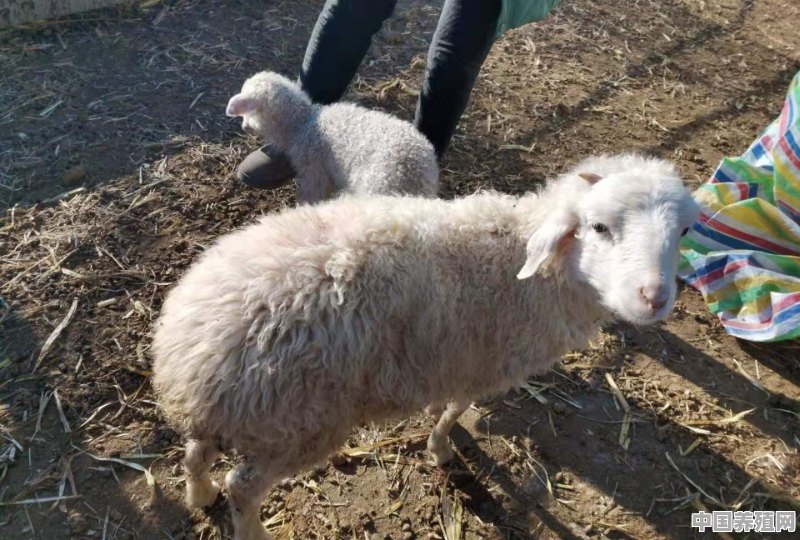冬季圈舍养羊，要注意哪些问题 - 中国养殖网