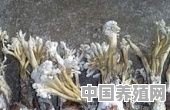 冬虫夏草是不是一场骗局 - 中国养殖网