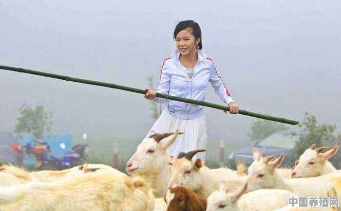 该怎么预防山羊得布鲁氏菌病 - 中国养殖网
