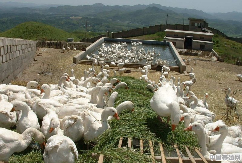 建设鹅舍，如何科学选场址和规划？怎样完善鹅场隔离卫生设施 - 中国养殖网