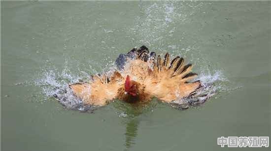 农村农户散养的土鸡为何可以在河里游泳呢？也习水性吗 - 中国养殖网