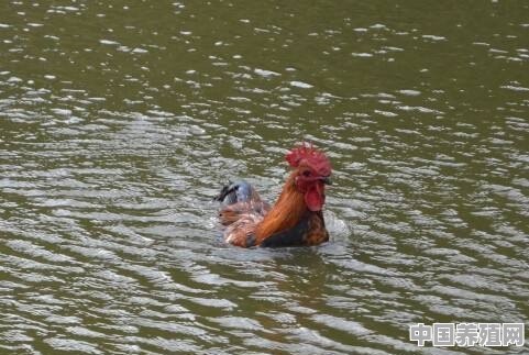 农村农户散养的土鸡为何可以在河里游泳呢？也习水性吗 - 中国养殖网