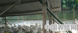 鱼、鸭混养，如何进行日常管理 - 中国养殖网