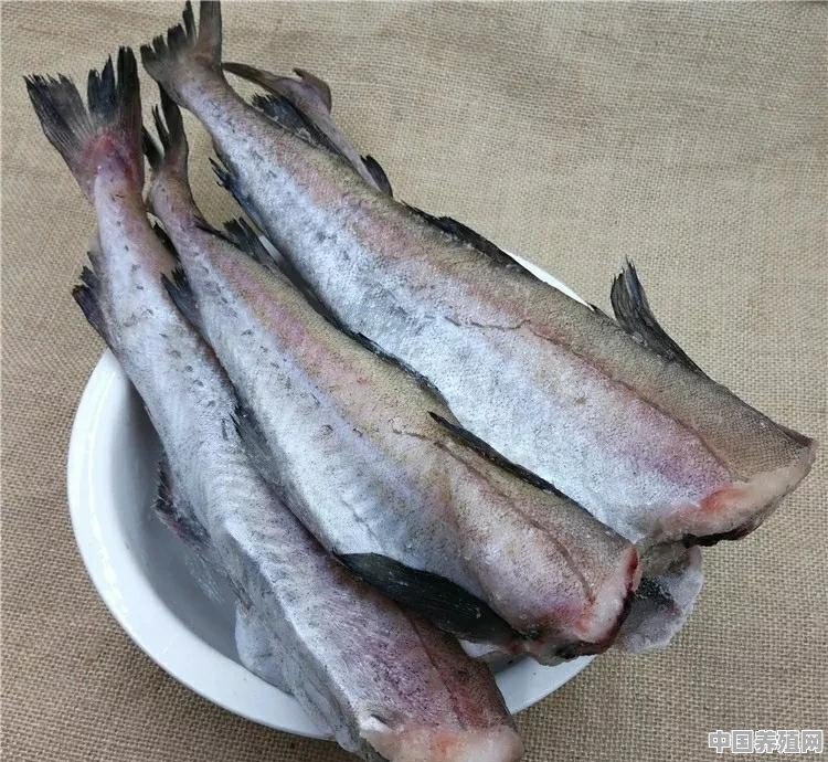 吉林，黑龙江没有出海口，当地明太鱼是从哪里来的 - 中国养殖网