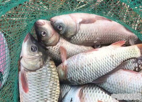 钓大体型的老鱼滑鱼，怎样做窝，用饵料钓鱼会吃吗 - 中国养殖网