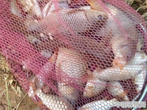 钓大体型的老鱼滑鱼，怎样做窝，用饵料钓鱼会吃吗 - 中国养殖网