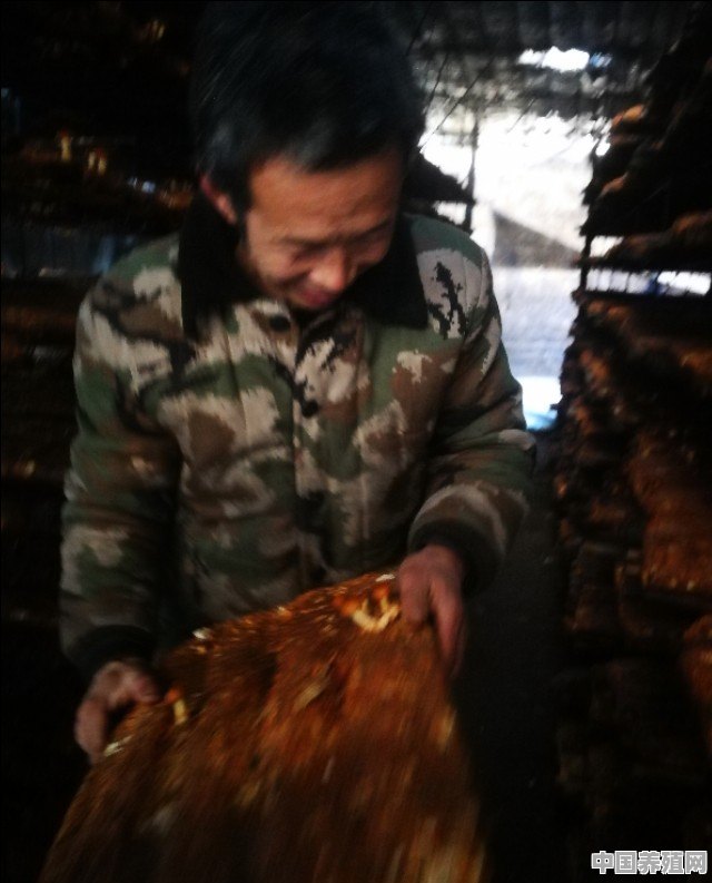 农村种植滑子蘑怎么管理 - 中国养殖网