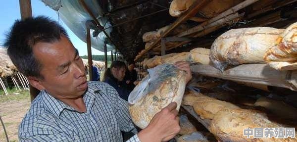农村种植滑子蘑怎么管理 - 中国养殖网