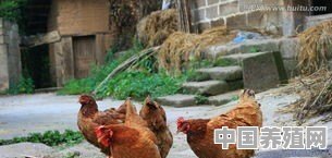 养鸡如何做到科学提供饮水？饮水量多少比例合适 - 中国养殖网