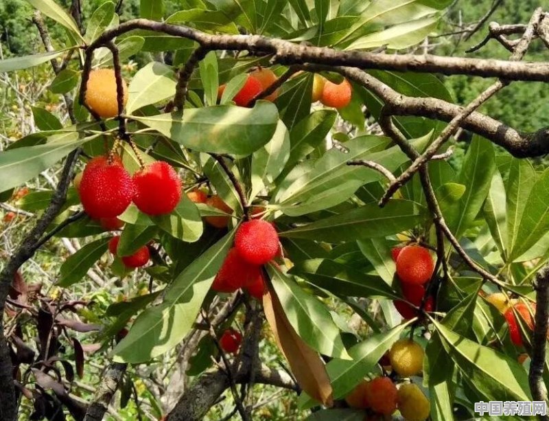 南方适合种哪些水果树 - 中国养殖网