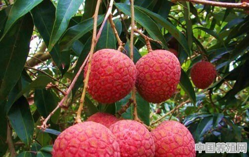 南方适合种哪些水果树 - 中国养殖网